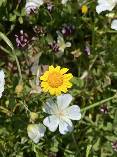 iNaturalist observation photo of Fremont's goldfields