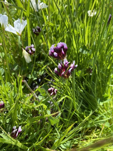 iNaturalist observation photo of white-tipped clover