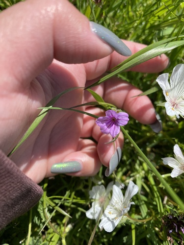iNaturalist observation photo of Mediterranean Stork's-bill