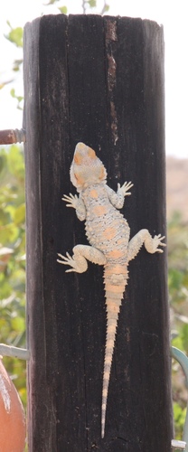 Egyptian Rock Agama