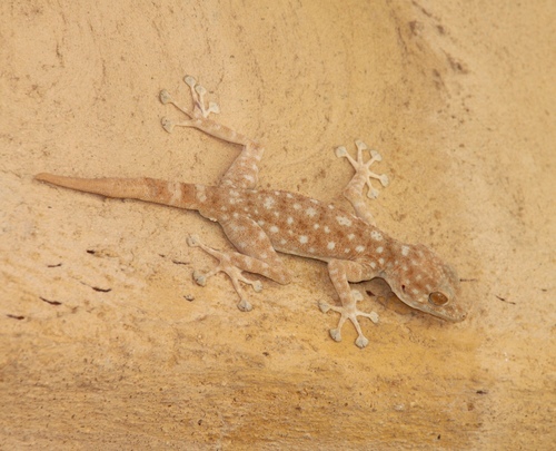 Sinai Fan-fingered Gecko