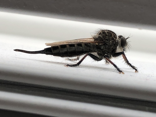 Northeastern Hammertail