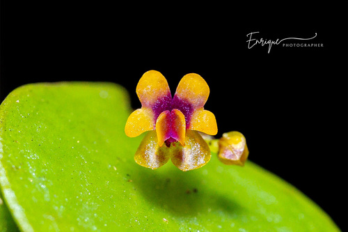 Appendiculata Orchid
