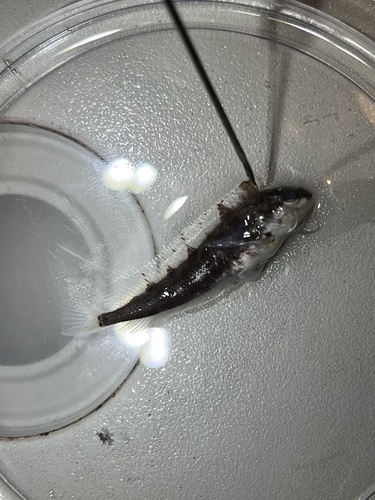 Clinus latipennis