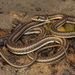 Karoo Sand Snake - Photo (c) Chad Keates, all rights reserved, uploaded by Chad Keates