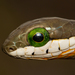 Boomslang - Photo (c) Chad Keates, all rights reserved, uploaded by Chad Keates