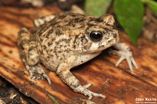 Guttural Toad