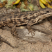 Large-scaled Girdled Lizard - Photo (c) Chad Keates, all rights reserved, uploaded by Chad Keates