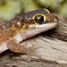 Austen's Thick-toed Gecko - Photo (c) Chad Keates, all rights reserved, uploaded by Chad Keates