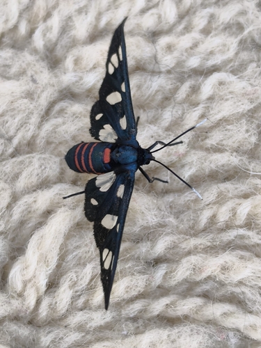 Amata mogadorensis