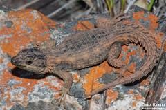 Genus Cordylus · iNaturalist