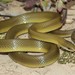 Lamprophis fuscus - Photo (c) Chad Keates, όλα τα δικαιώματα διατηρούνται, uploaded by Chad Keates