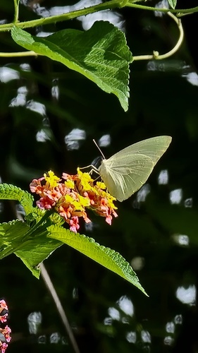 African Migrant