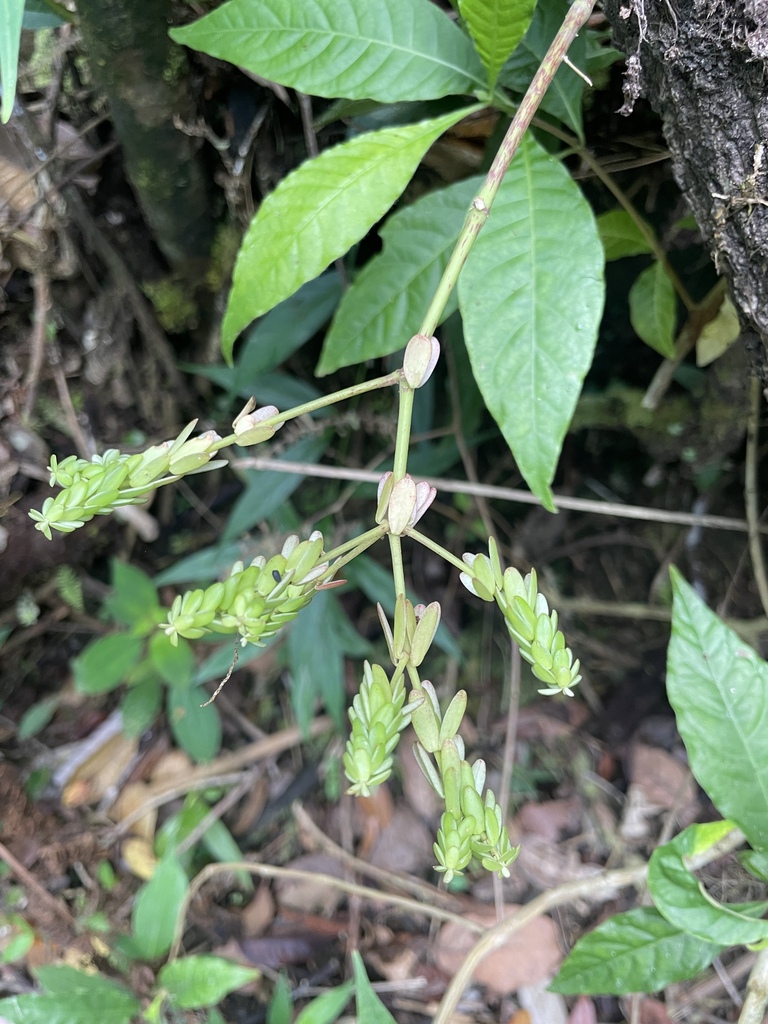 Tanaman Radiator radiator plants from Santa Marta, Magdalena, Colombia on March 05, 2025 ...