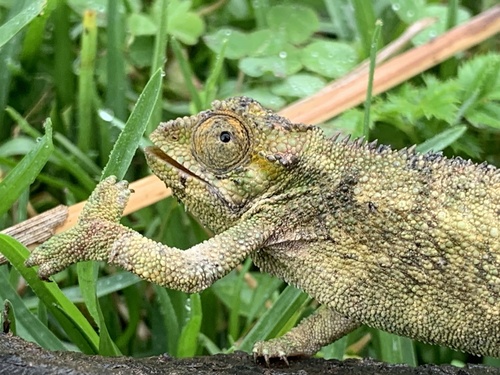 Coarse Chameleon