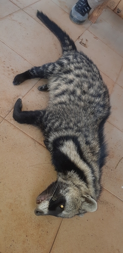 West African Civet