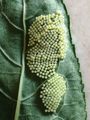 White-rayed Patch