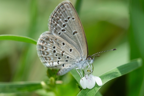 Lesser Grass Blue