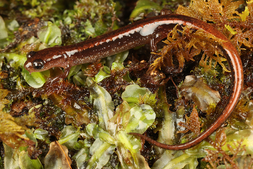 bog dwarf salamander