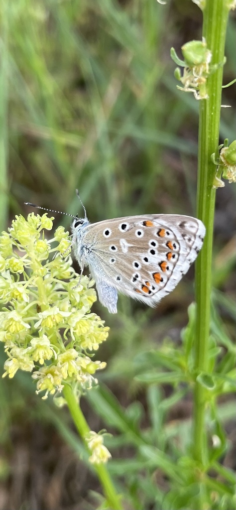 Adonis Blue from Kuntínov, Němčičky, Jihomoravský kraj, CZ on May 25 ...