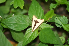 Haploa clymene image
