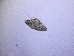 Cleorodes lichenaria image