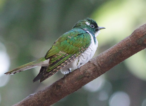 Klaas's Cuckoo