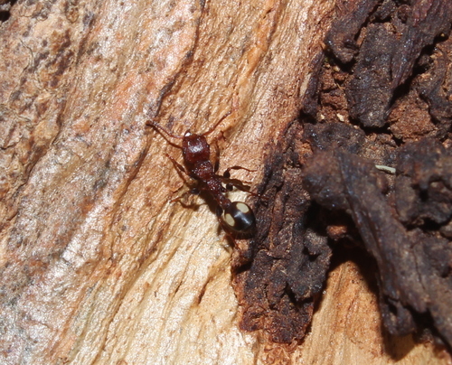 spotted muscleman tree ant