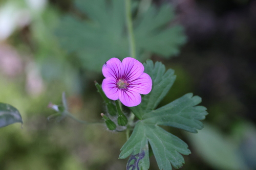 Many-Flower Geranium