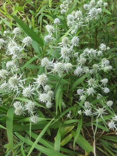 Eryngium aquaticum var. aquaticum