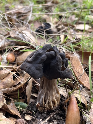 iNaturalist observation photo of Oak-loving Elfin Saddle