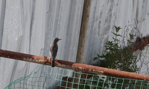 Blue Rock-Thrush