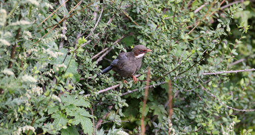 Prince Henry's Laughingthrush