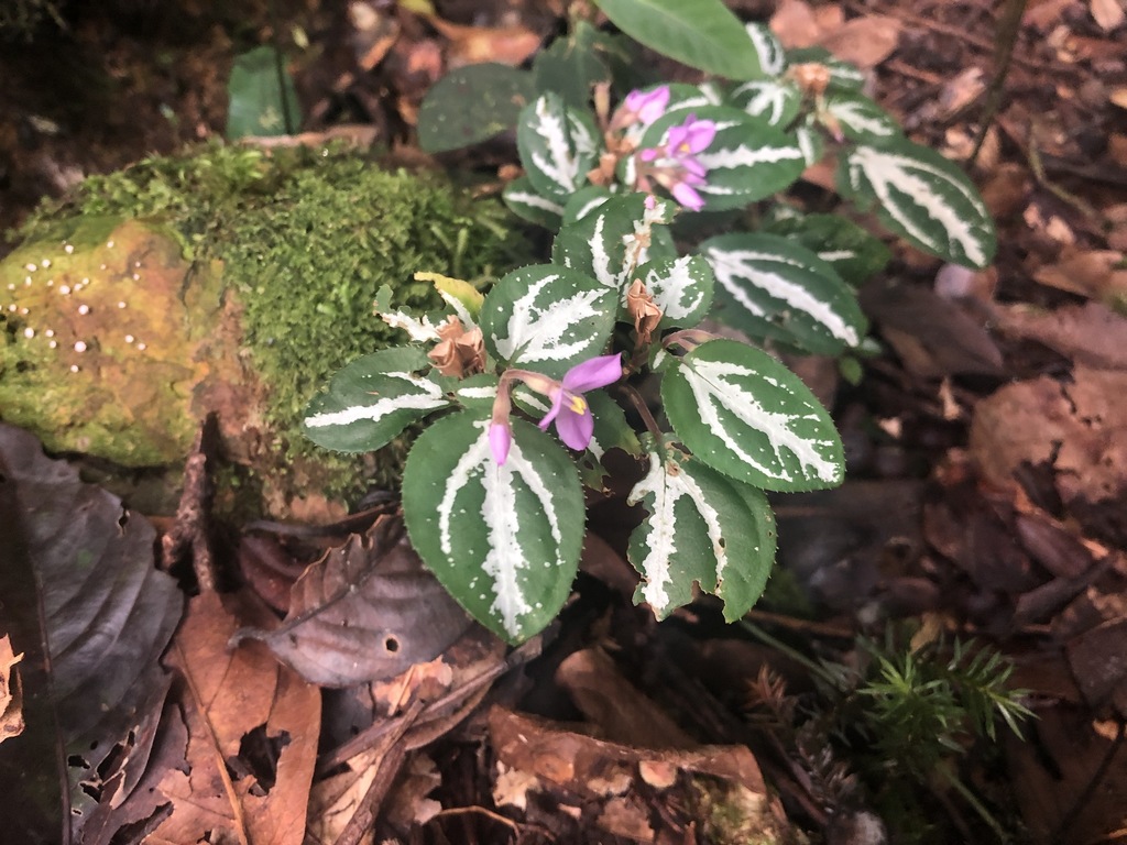 Genus Sonerila · iNaturalist Genus Sonerila · iNaturalist