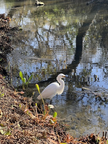 iNaturalist observation photo of Snowy Egret