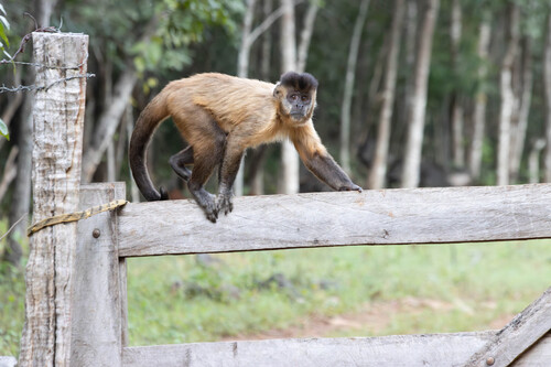 Black-striped Capuchin