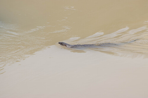 Central Neotropical River Otter