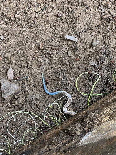 iNaturalist observation photo of Western Skink