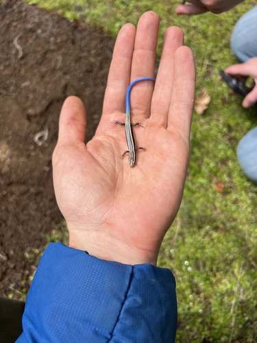 iNaturalist observation photo of Western Skink