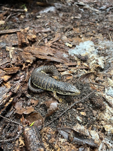 iNaturalist observation photo of Northern Alligator Lizard