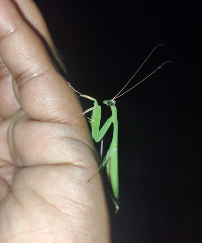 European Mantis