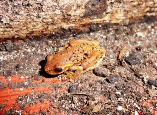 Mertens's Yellow Tree Frog
