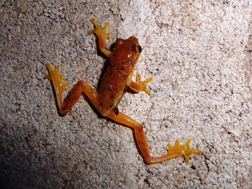 Mertens's Yellow Tree Frog