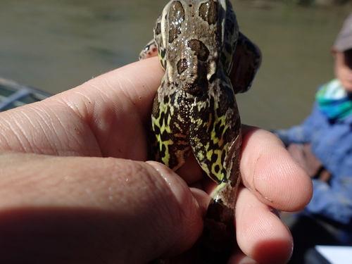 Rio Grande Leopard Frog