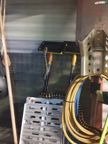 Coastal Carpet Python sighting