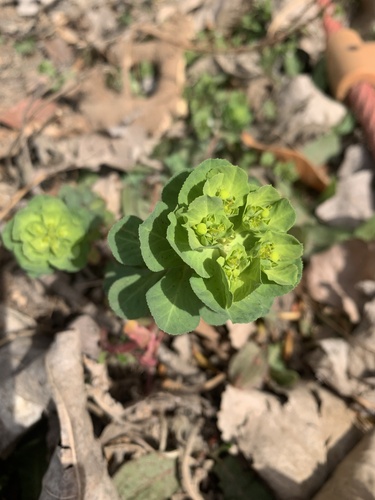 Sun spurge