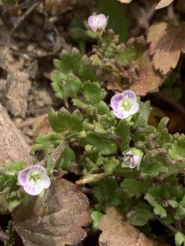 Veronica polita lilacina