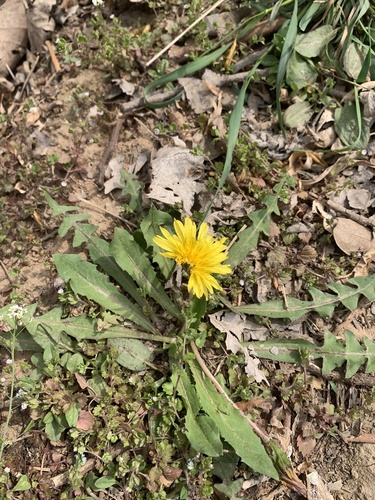 Mongolian Dandelion