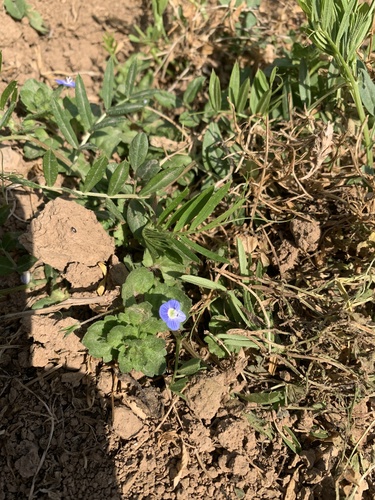 bird's-eye speedwell
