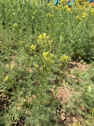 flixweed